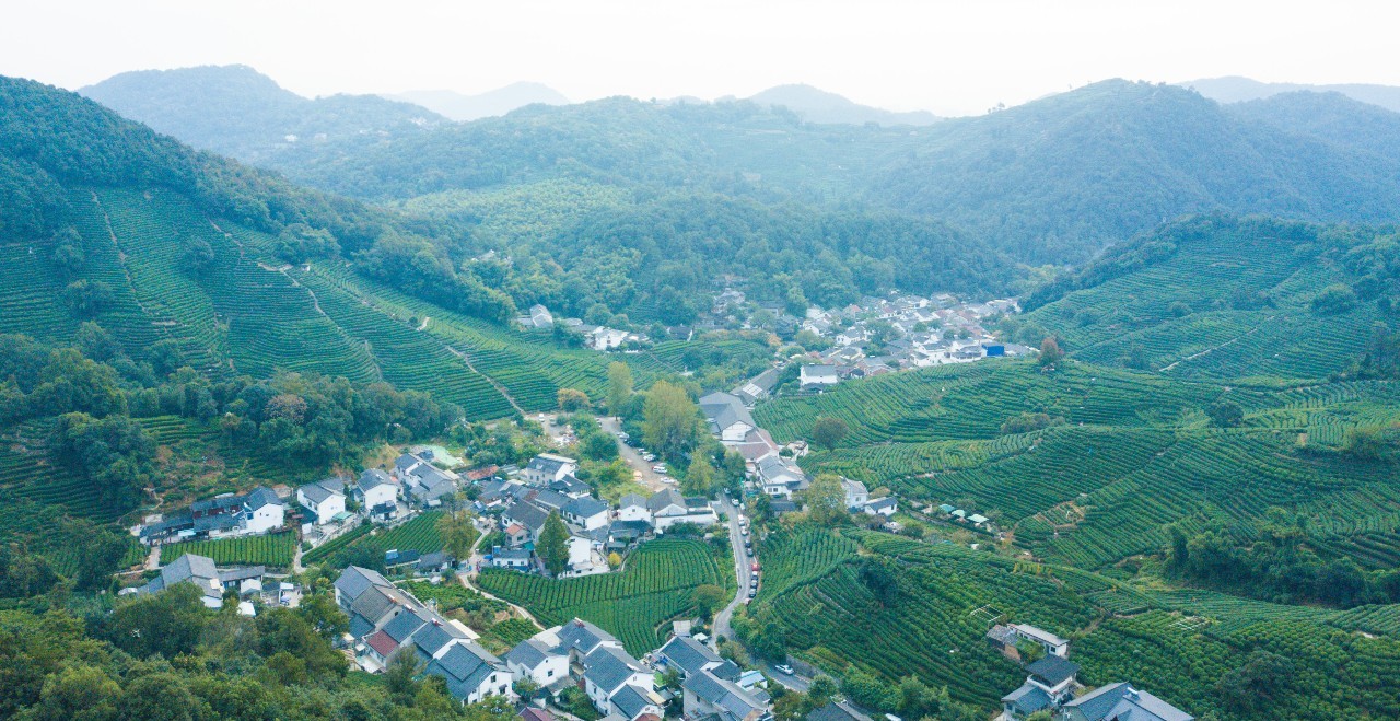 天下名茶数龙井，龙井上品在狮峰